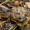 Bilder vom Teich ablassen